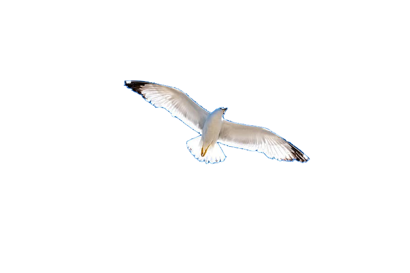 oiseaux marins