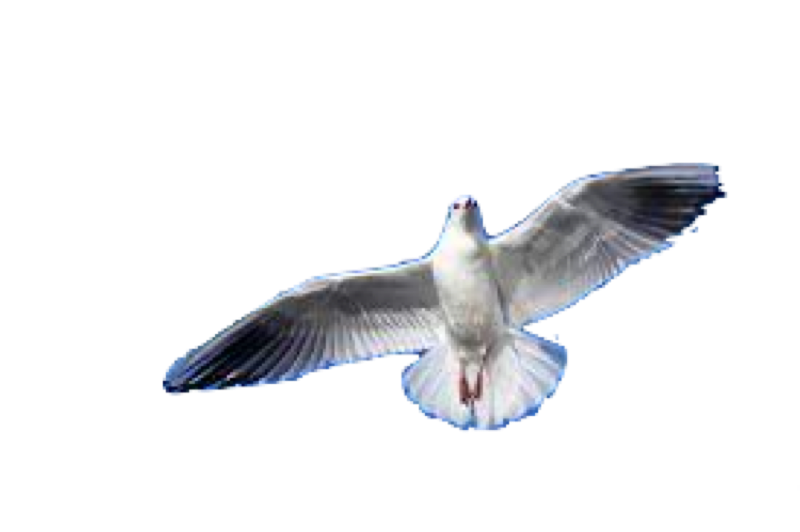 oiseaux marins